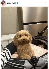 足立梨花のインスタグラム＠adaccheeより