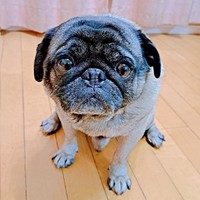 「散歩、行きたい」うるんだ瞳でアピールするシゲちゃん（画像提供：シゲパグさん）