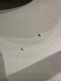 ホタテのヒモから出てきた2つの真珠（YUKAさん提供）