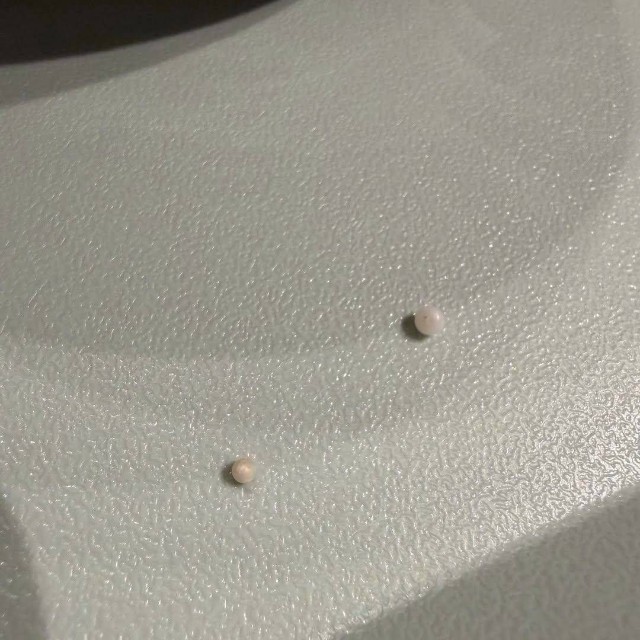 ホタテのヒモから出てきた2つの真珠（YUKAさん提供）