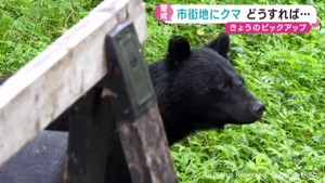 市街地にもクマが出没　寄せ付けないための対処法は