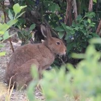 「小さくてかわいい従業員」として紹介された、野生のエゾユキウサギ／投稿主さん提供