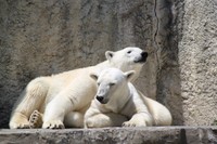 モモとバフィン（20170502 浜松市動物園提供）