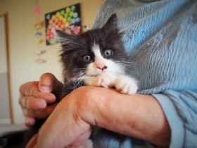 老人ホームの前で鳴いていた子猫　“住み込みスタッフ”に