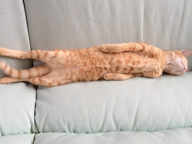 ソファで寝るだん