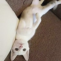 珍しくへそ天、ピンと伸ばした脚もキュート！