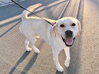 「お散歩、楽しいね」 嬉しそうなテリーくん（画像提供：テリー ラブラドールさん）