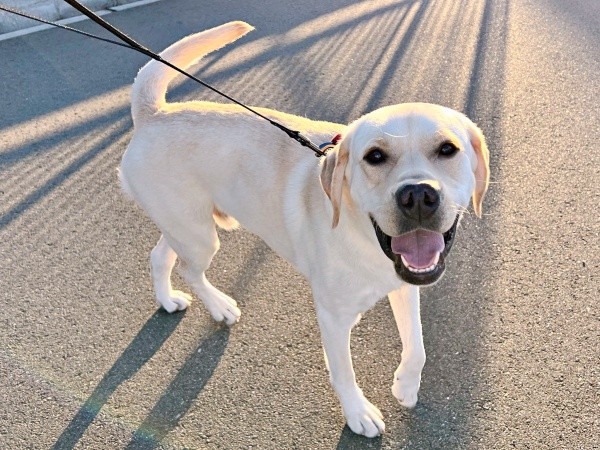 「お散歩、楽しいね」 嬉しそうなテリーくん（画像提供：テリー ラブラドールさん）