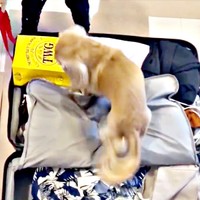 袋ほ下をホリホリ。パンツを捜索するちゃちゃちゃん（画像提供：ちゃちゃさん）