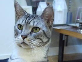 住宅街の中、週末限定の保護猫カフェでまったり