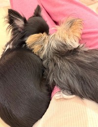 上原さくらのアメーバブログから