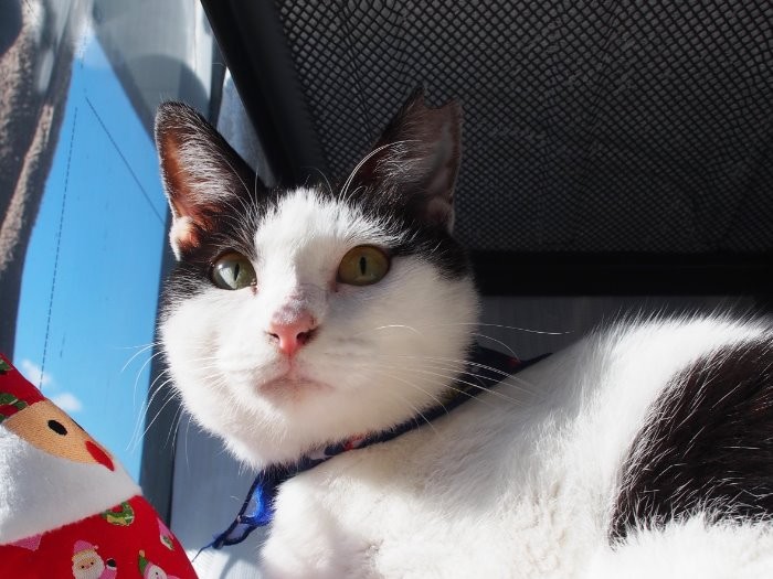 あたたかいクリスマスを迎えたじゅじゅちゃん