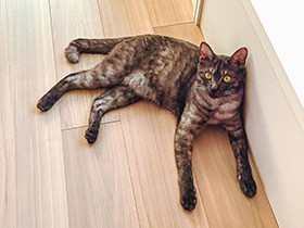 ふう。今日もたくさん走って遊び疲れたにゃ～　雑種猫のニコ