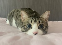 獲物を狙っていたというつくしちゃん（猫おばさん提供）