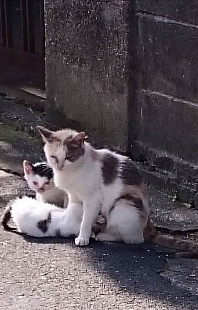 路上で発見されたときの母子猫。お腹の下にいるのがマメ