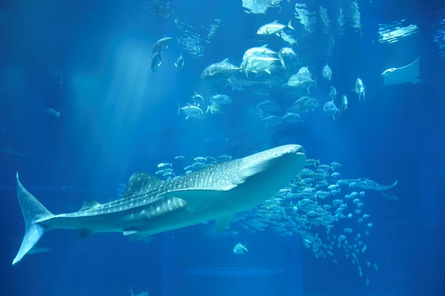 海遊館の人気者ジンベエザメ（提供・海遊館）