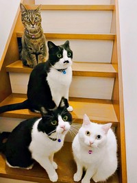 4匹の先住猫さん（画像提供：T&A&Fさん）