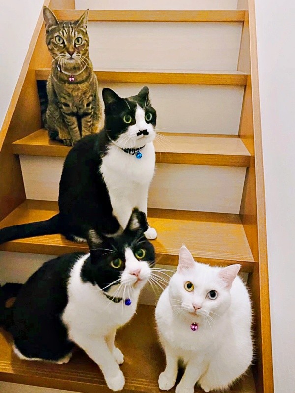 4匹の先住猫さん（画像提供：T&A&Fさん）