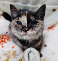 ‫今は里親さんのもとで幸せになっているひなたちゃん（タノビケルトさん提供）