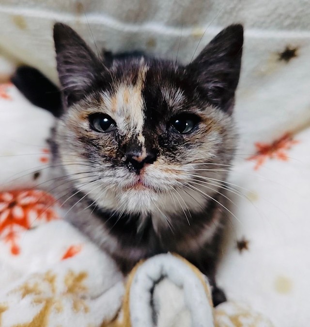 ‫今は里親さんのもとで幸せになっているひなたちゃん（タノビケルトさん提供）