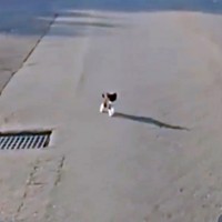 道路に突然、飛び出してきたまぎちゃん（画像提供：hiro_8083さん）