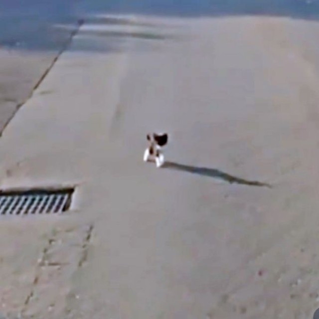 道路に突然、飛び出してきたまぎちゃん（画像提供：hiro_8083さん）