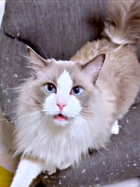 「ママ、どこ？」鳴きながら探すほっけくん（画像提供：ほっけ はまち ragboysさん）