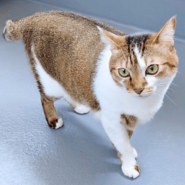 美ニャンへと成長したつくねちゃん（画像提供：猫目さん）