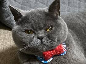 ヨーダに似ていて愛嬌たっぷり　ブリティッシュショートヘアの「あんこ」