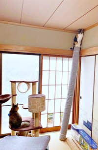 頂上から飼い主さんを見つめるももこちゃん（画像提供：ともねぇさん）