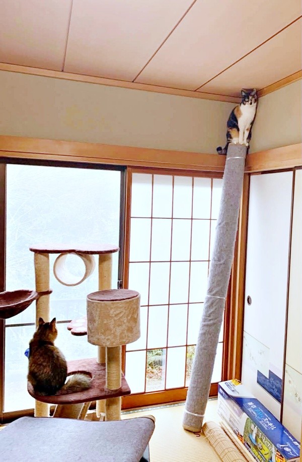 頂上から飼い主さんを見つめるももこちゃん（画像提供：ともねぇさん）