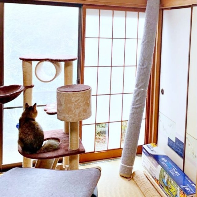 頂上から飼い主さんを見つめるももこちゃん（画像提供：ともねぇさん）