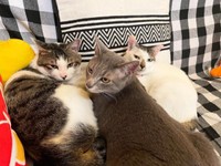 仲良しきょうだい（左から）花丸くん、満天くん、百ちゃん（画像提供：*ig*さん）