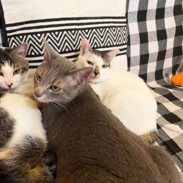 仲良しきょうだい（左から）花丸くん、満天くん、百ちゃん（画像提供：*ig*さん）