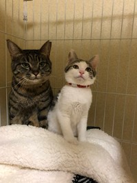 子猫時代、ケージの中で一緒に佇む先住猫のココちゃん（左）とリボンちゃん（画像提供：ココ･リボンさん）