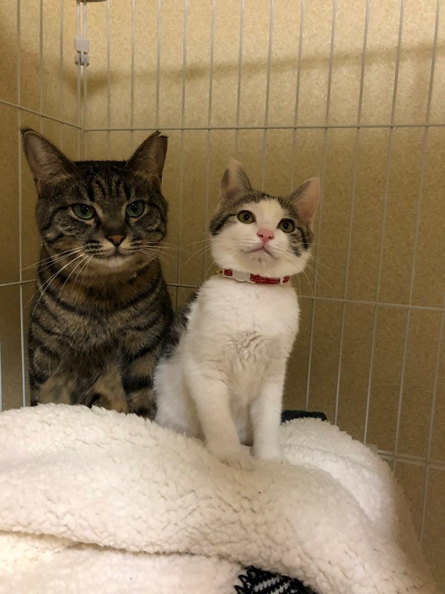 子猫時代、ケージの中で一緒に佇む先住猫のココちゃん（左）とリボンちゃん（画像提供：ココ･リボンさん）