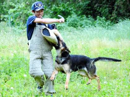 嘱託警察犬はボランティア？　警察犬の訓練所を拝見