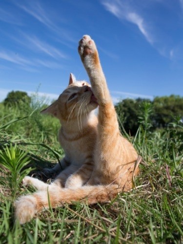 『俳句ねこ』（秋） ホーム社提供