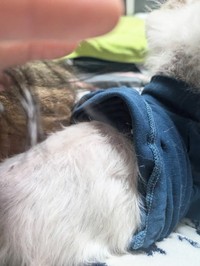 ダイちゃんの体に毛が生えてきました