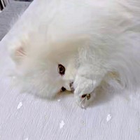 おててペロペロするおもちちゃん（画像提供：ポメラニアンのおもちさん）