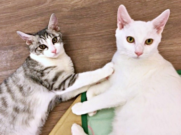 片時も離れることがなかった（左から）センちゃん、テンちゃん（画像提供：M家猫沢山さん）