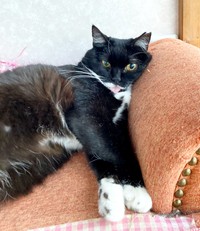 舌ペロ！ おちゃめな表情が愛らしいママちゃん（画像提供：うにねこさん）