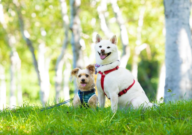 ゆき丸くんとあずきくん／ゆきあずさん（@yukiazu09300725）提供