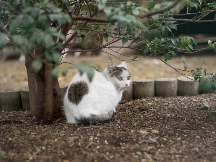 お尻のハートの柄がキュート。（小林写函撮影）