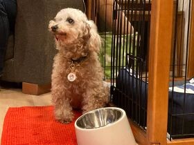 いま自分にできることを　保護犬や保護猫の一時預かりという選択