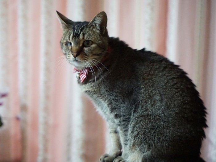 立派なレディ、ペロ子ちゃん
