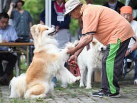 今年の「ブサかわ犬」は？　わさお大賞、飼い主への追悼も