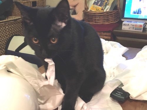 黒猫の禁じられた遊び　ティッシュ、お風呂、台所…