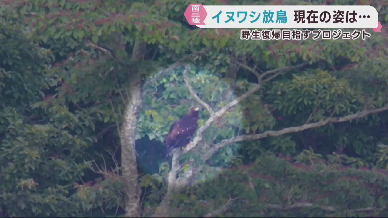 イヌワシの野生復帰を目指し放鳥　順調に成長