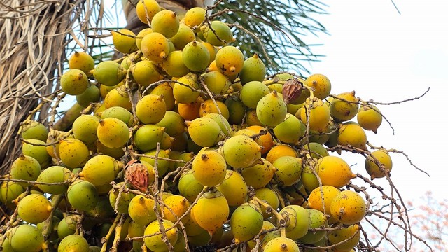 べテルナッツと呼ばれるビンロウの実(KingKongThePitbull／stock.adobe.com)